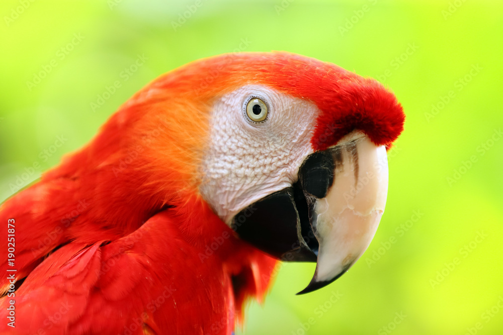 Face of The scarlet macaw (Ara macao) is a large red, yellow, and blue South American parrot, a member of a large group of Neotropical parrots called macaws. at bright nature background