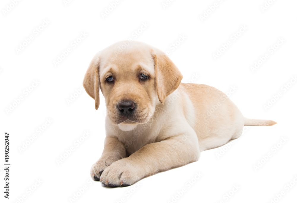 puppy labrador isolated