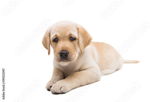 puppy labrador isolated