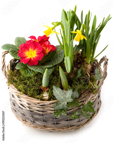 Fototapeta Naklejka Na Ścianę i Meble -  Flechtkorb mit buntem Frühlingsblumen-Mix