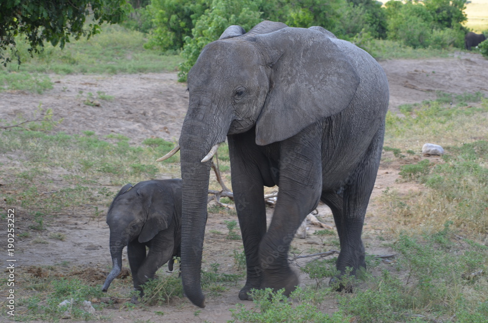 Obraz premium Mother elephant with her baby