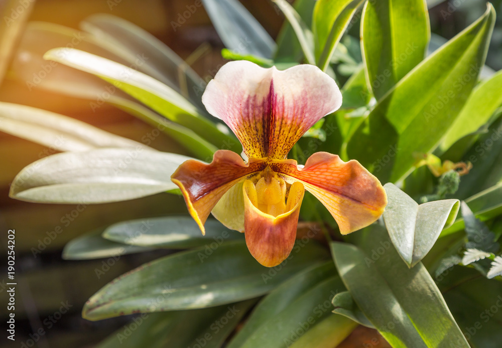 Obraz premium Paphiopedilum villosum (Lindl.) Stein or Lady’s slipper or Slipper orchid wild orchid in natural 