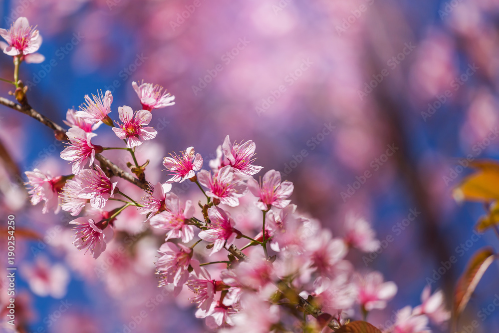 Wild Himalayan Cherry blossoms (Prunus cerasoides)
blooming on tree in season winter at Thailand with blue sky
Wild Himalayan Cherry blossoms (Prunus cerasoides)
blooming on tree in season winter at Thailand with blue sky