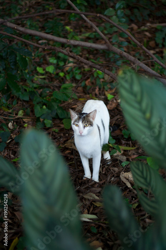 White Cat in the Woods