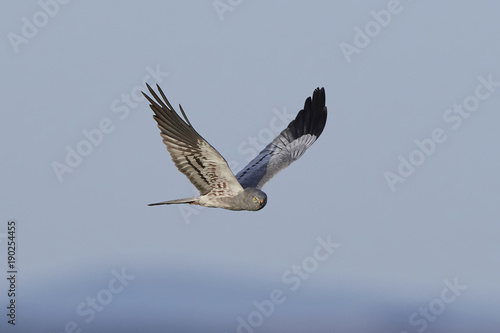 Montagus harrier  Circus pygargus 