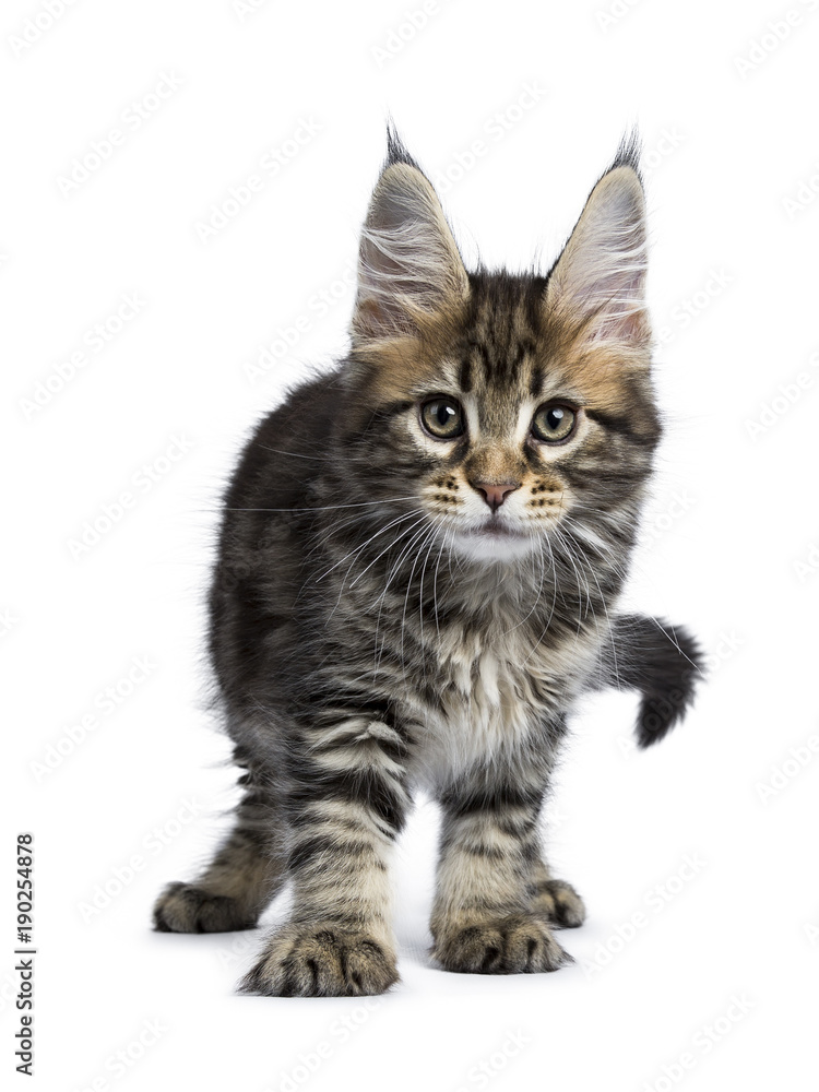 Obraz premium Classic black tabby Maine Coon kitten / cat standing / walking towards camera isolated on white background