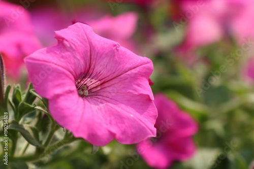 Petunia flowers in tropical