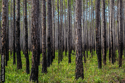 Florida Forests