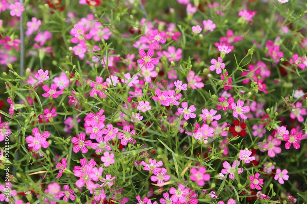 Gypsophila flower in tropical