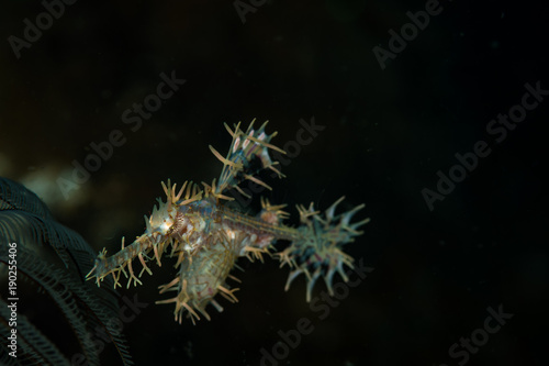 An ornate ghost pipefish (Solenostomus paradoxus) on the Secret Bay dive site, Anilao,