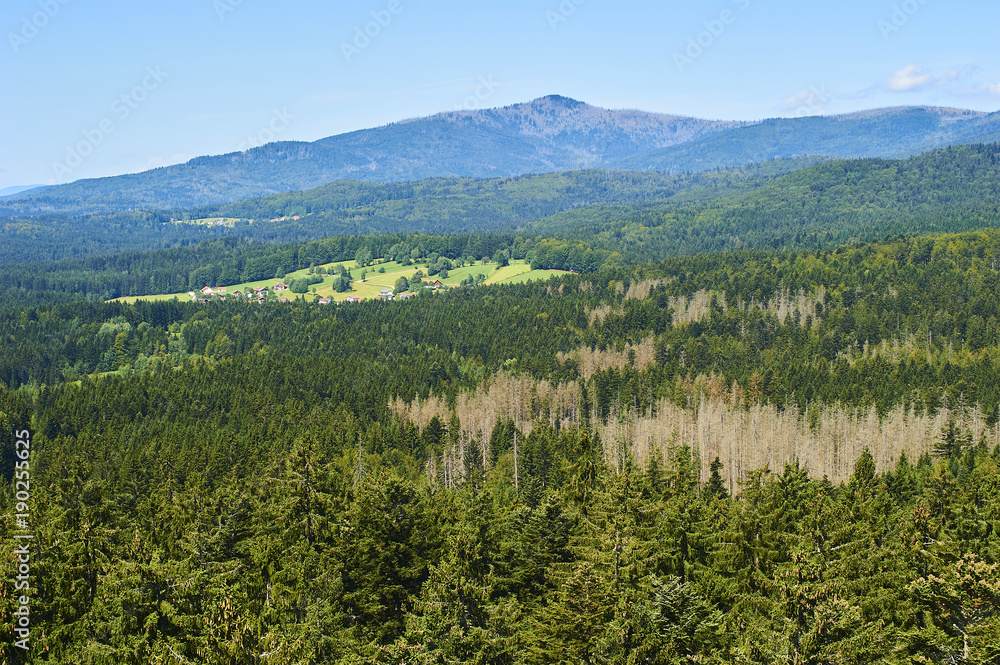Summer landscape in National park Bavarian forest, Germany.