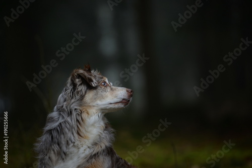 lost, beatiful australian shepherd dog in a dark forest
