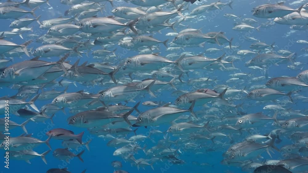 School of silver fish School of silver fish