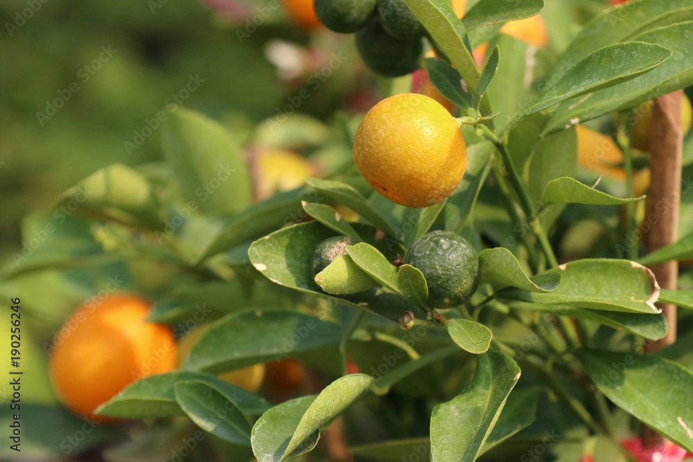 Orange tree in garden