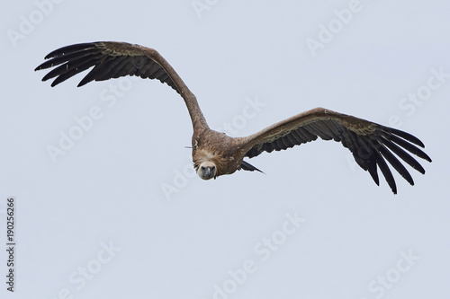 Griffon vulture (Gyps fulvus)