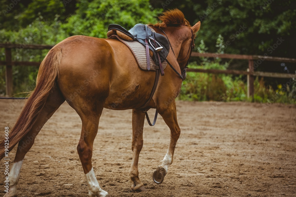 View of horse cantering View of horse cantering