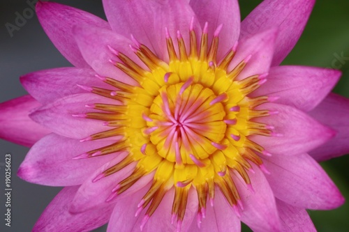 Beautiful lotus flowers in tropical