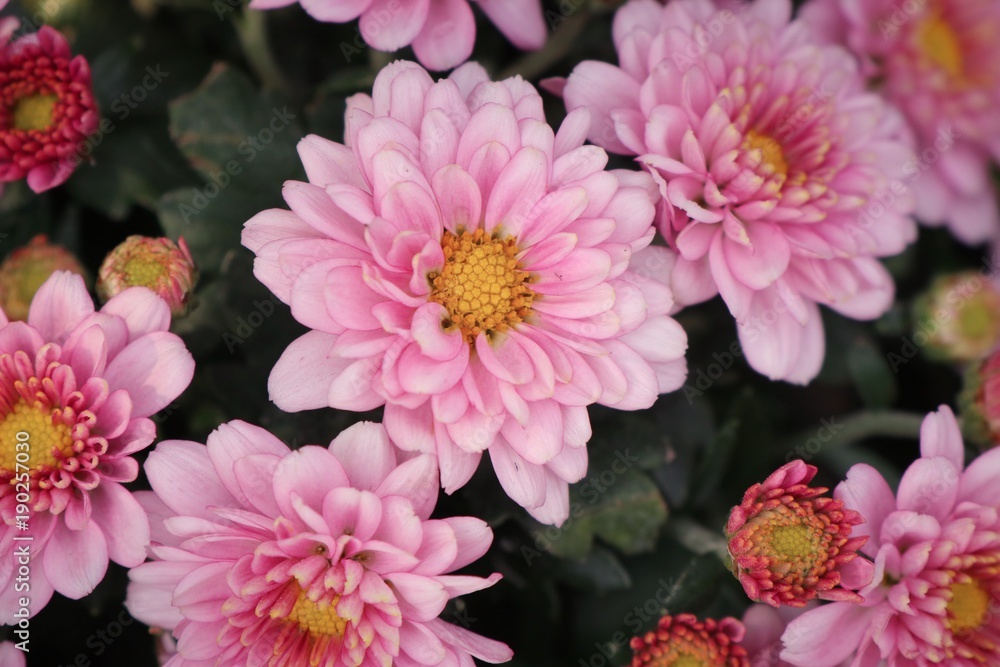 Pink chrysanthemum flower in tropical Pink chrysanthemum flower in tropical