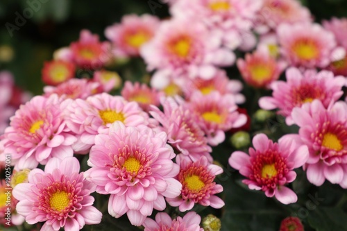 Pink chrysanthemum flower in tropical © oilslo