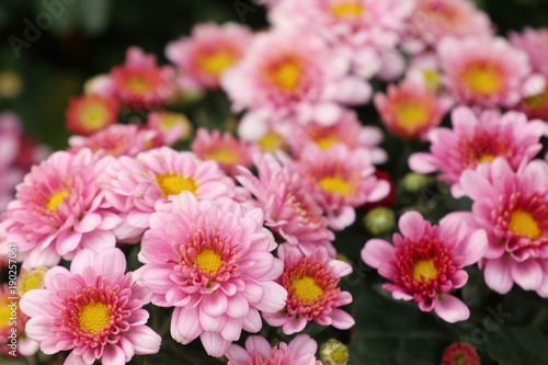 Pink chrysanthemum flower in tropical