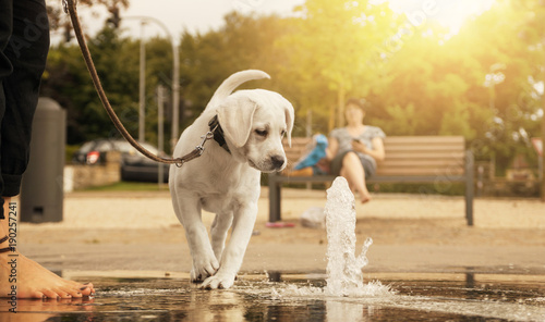 Fototapeta Naklejka Na Ścianę i Meble -  cute little young labrador retriever dog puppy looking curious at water fountain before playing