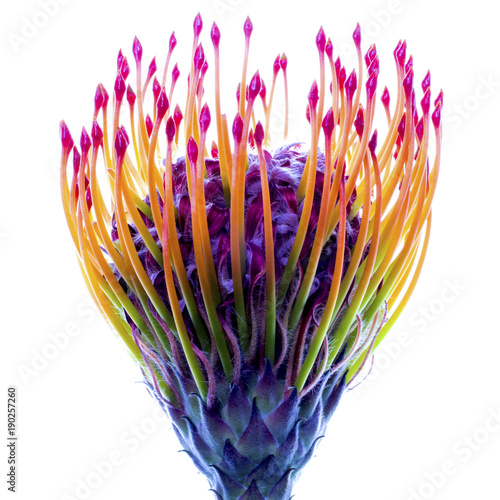 protea on white