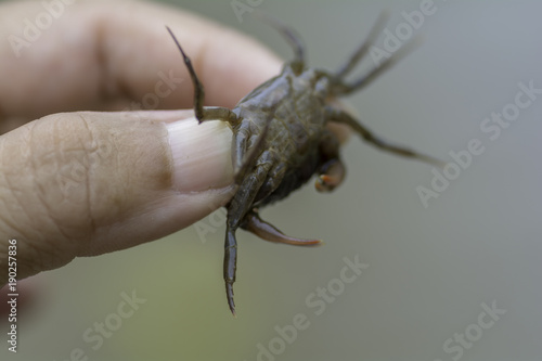 Crab caught with a female finger.