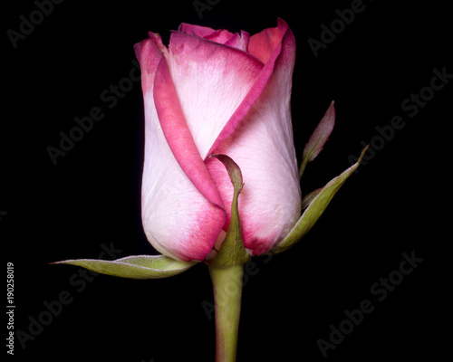 red white rose