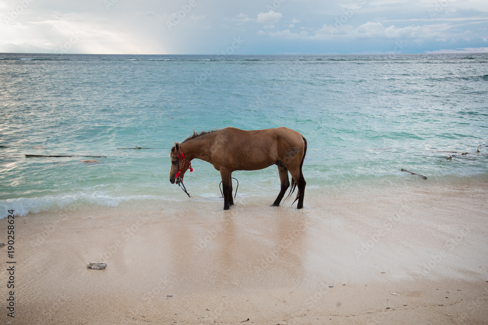 Horse on the beach Horse on the beach
