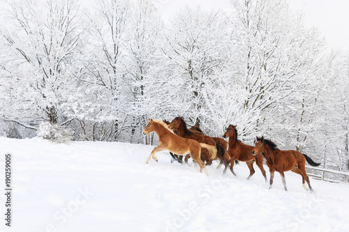 Fototapeta Naklejka Na Ścianę i Meble -  Herd of horses in a deep winter