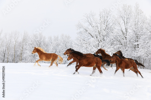 Herd of horses in a deep winter
