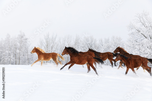 Herd of horses in a deep winter