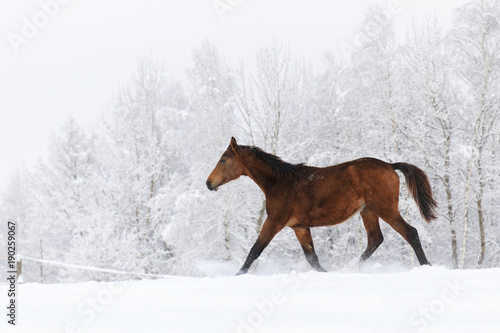 Young horse on the snowy meadow