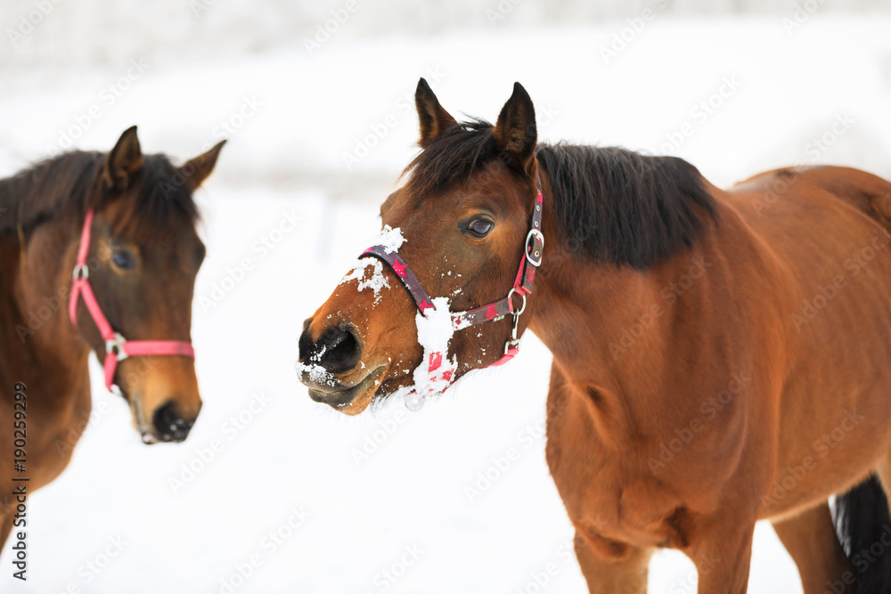 Curious horses on the snowy meadow Curious horses on the snowy meadow