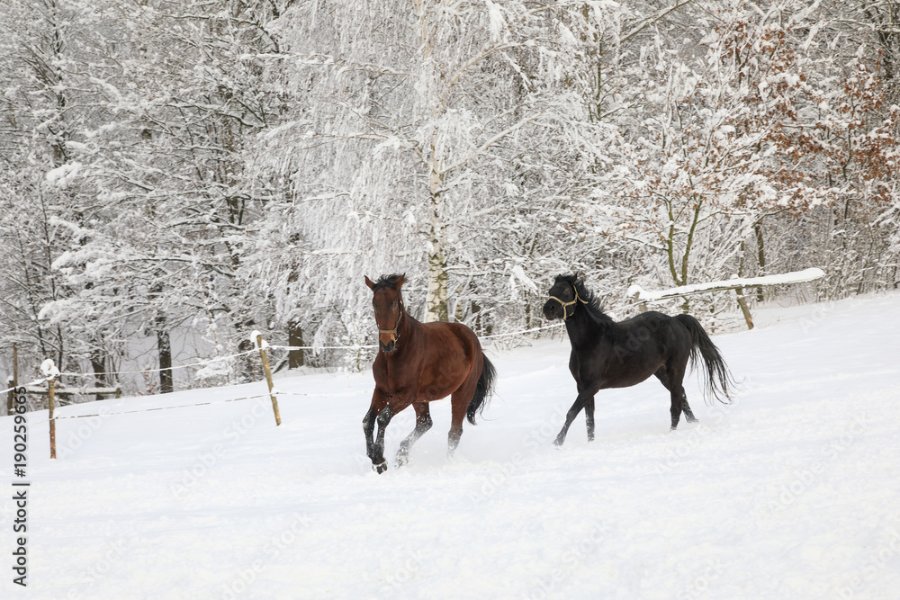 Horses are galloping on snowy meadow Horses are galloping on snowy meadow