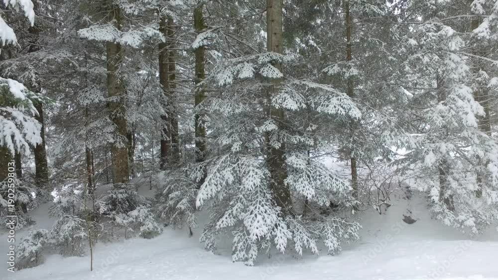 4K - Sottobosco con neve fresca 4K - Sottobosco con neve fresca