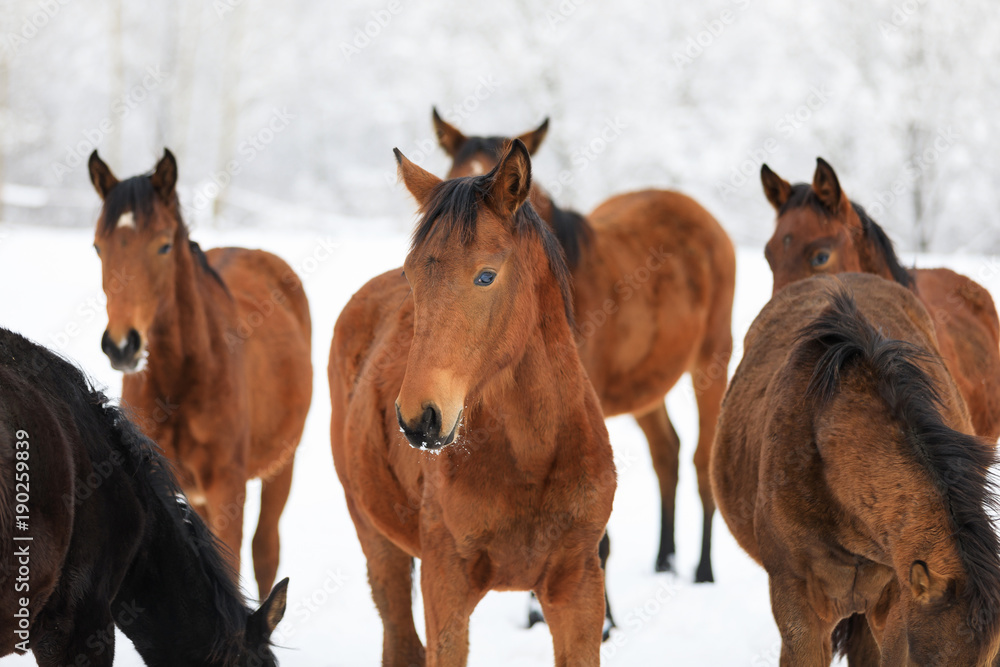 Cute foals on the snowy meadow Cute foals on the snowy meadow