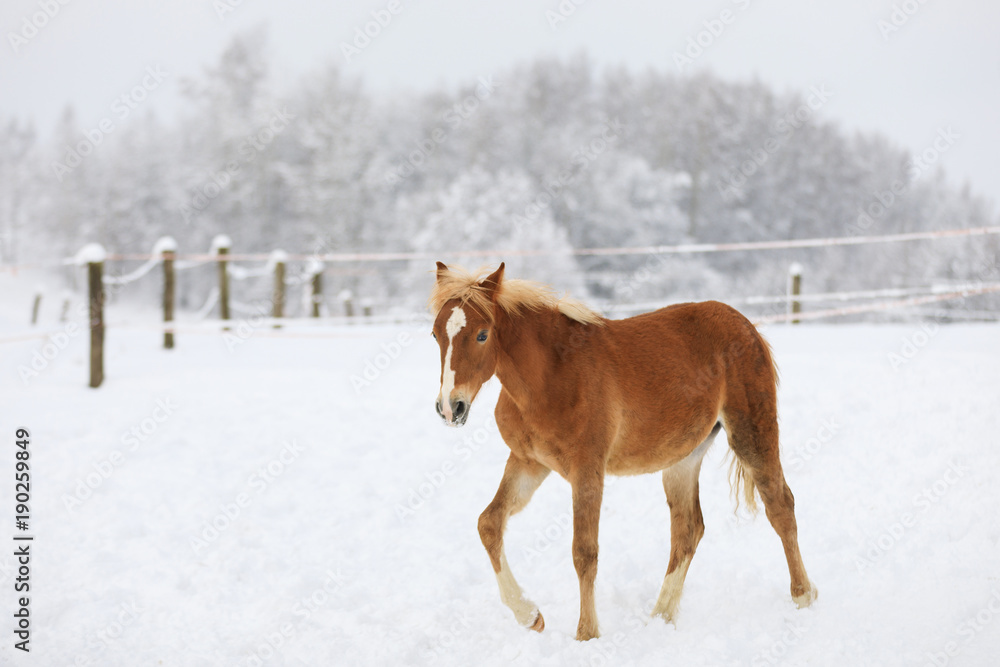 The red-haired foal on the meadow The red-haired foal on the meadow