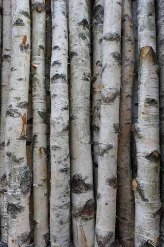 Birkenstämme für Brennholz, Bauholz oder Dekoration. 
Betula Papyrifera. Natürlicher hölzerner Hintergrund