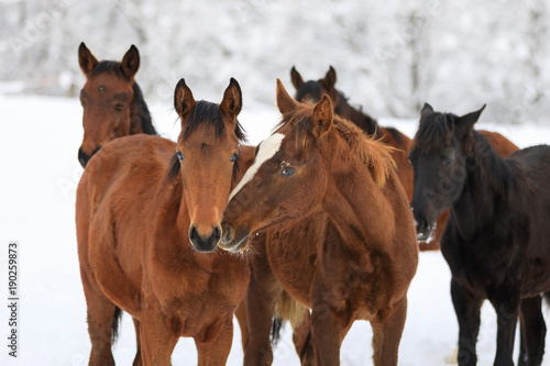 Cute foals on the snowy meadow