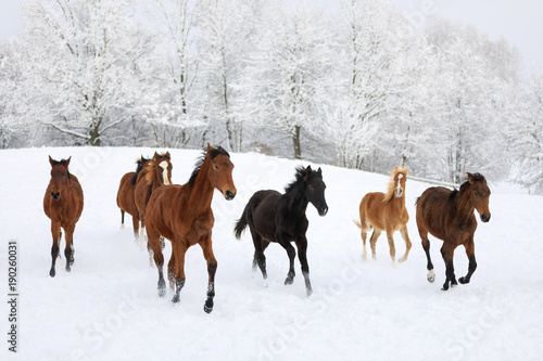 Herd of horses in a deep winter