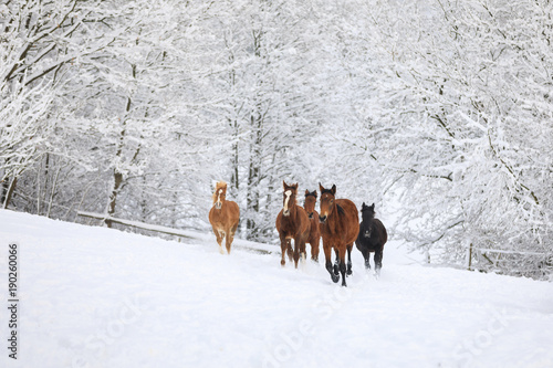 Fototapeta Naklejka Na Ścianę i Meble -  Herd of horses in a deep winter