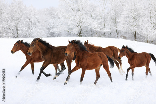 Fototapeta Naklejka Na Ścianę i Meble -  Herd of horses in a deep winter