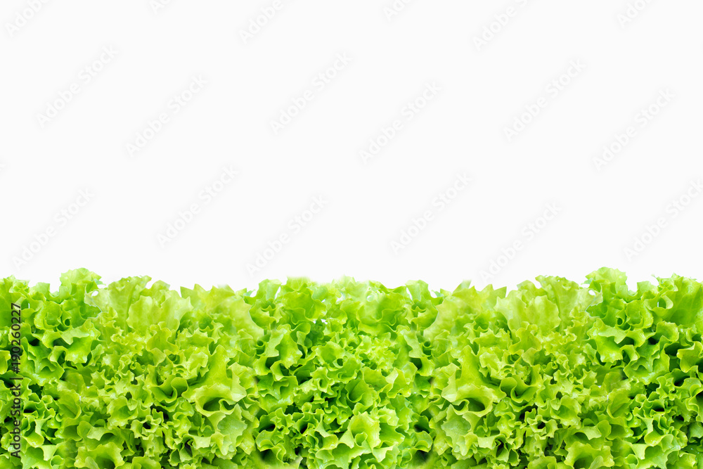 fresh green salad lettuce vegetable texture,isolated on white background with copy space for text fresh green salad lettuce vegetable texture,isolated on white background with copy space for text