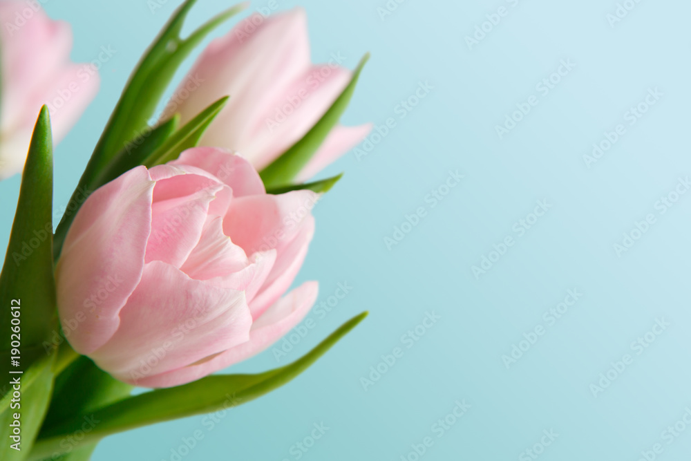 Pink tulips bouquet on blue background