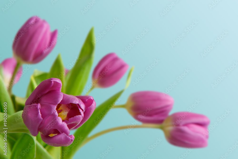 Violet tulips bouquet on blue background