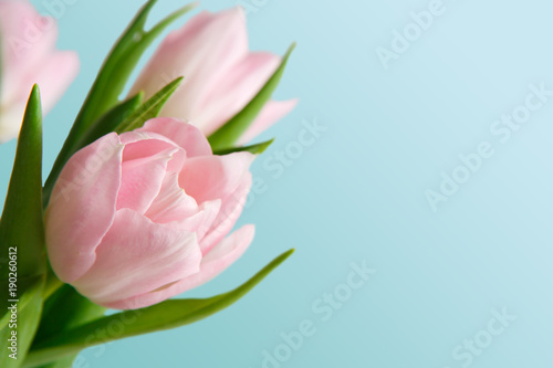 Pink tulips bouquet on blue background