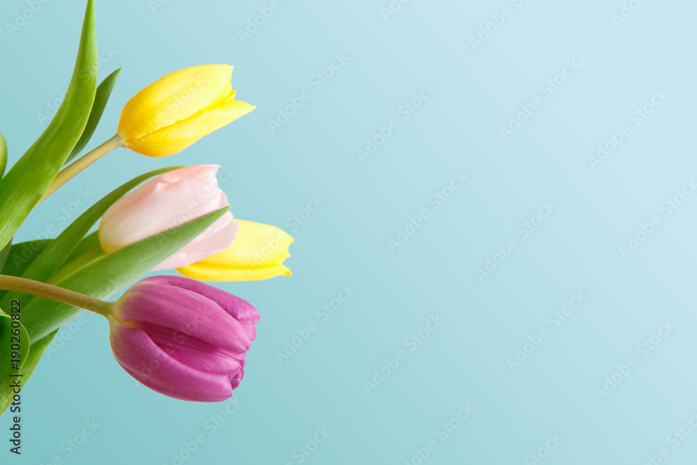 Naklejka premium Bright tulips bouquet closeup on blue background