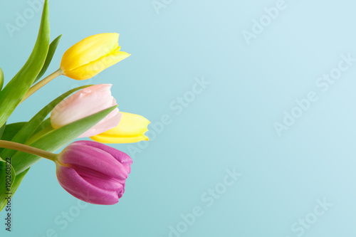 Fototapeta Naklejka Na Ścianę i Meble -  Bright tulips bouquet closeup on blue background