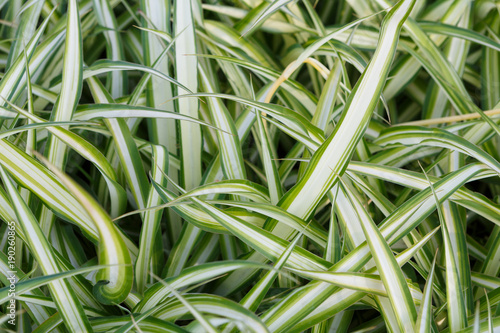 Chlorophytum comosum, Spider Plant background